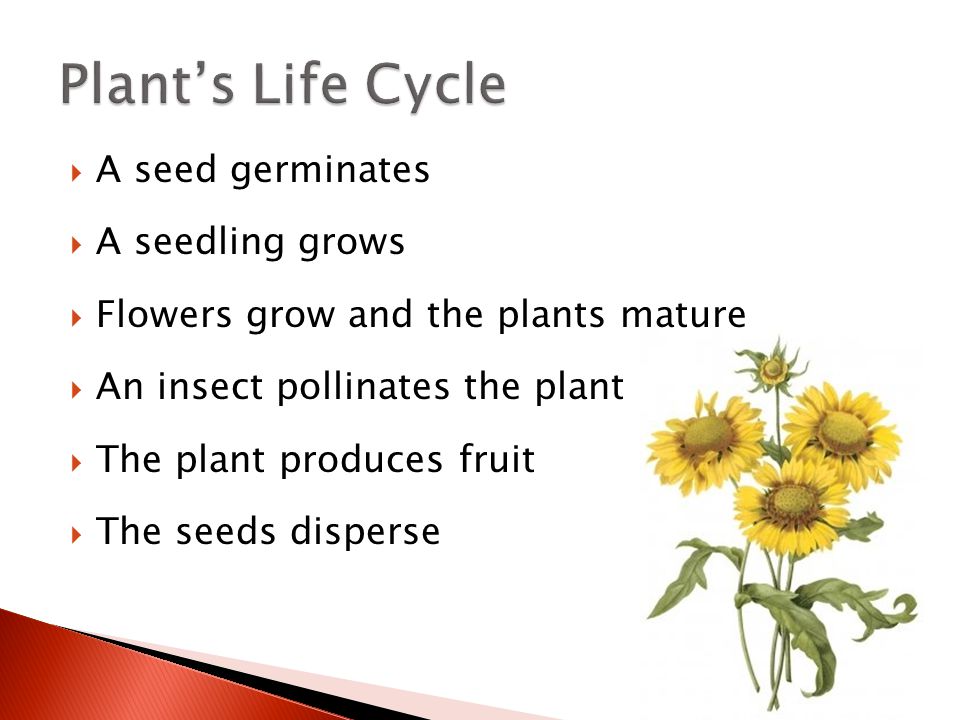 Plant’s Life Cycle A seed germinates A seedling grows