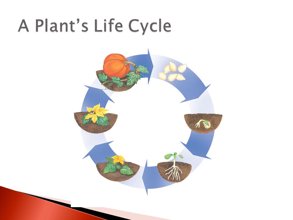 A Plant’s Life Cycle