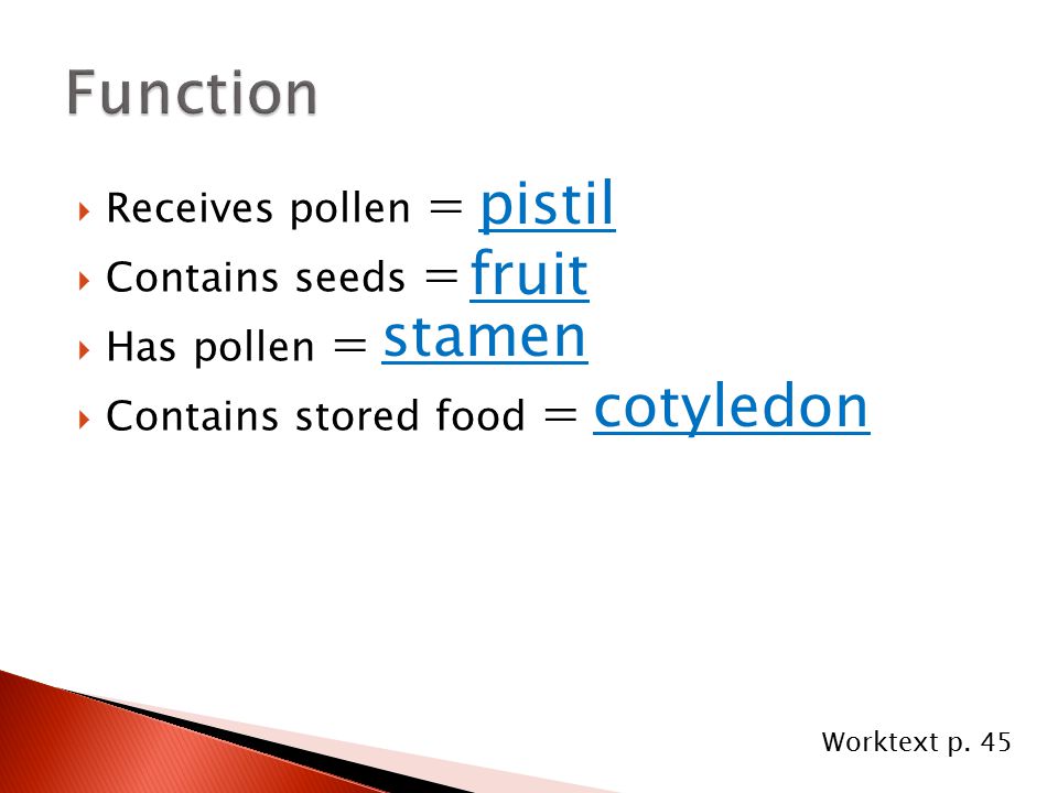 Function pistil fruit stamen cotyledon Receives pollen =