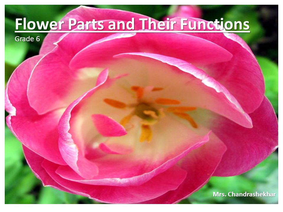 Flower Parts and Their Functions