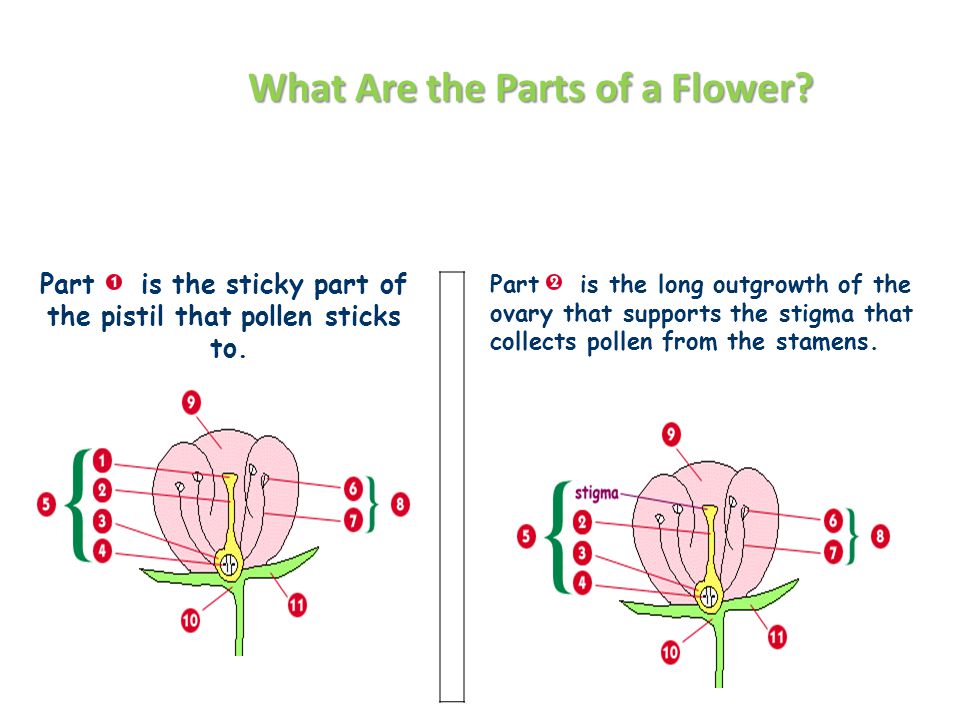 Part is the sticky part of the pistil that pollen sticks to.