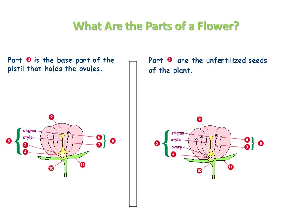 What Are the Parts of a Flower