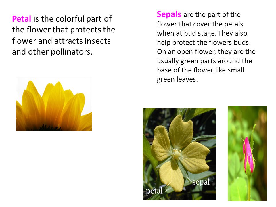 Sepals are the part of the flower that cover the petals when at bud stage. They also help protect the flowers buds. On an open flower, they are the usually green parts around the base of the flower like small green leaves.