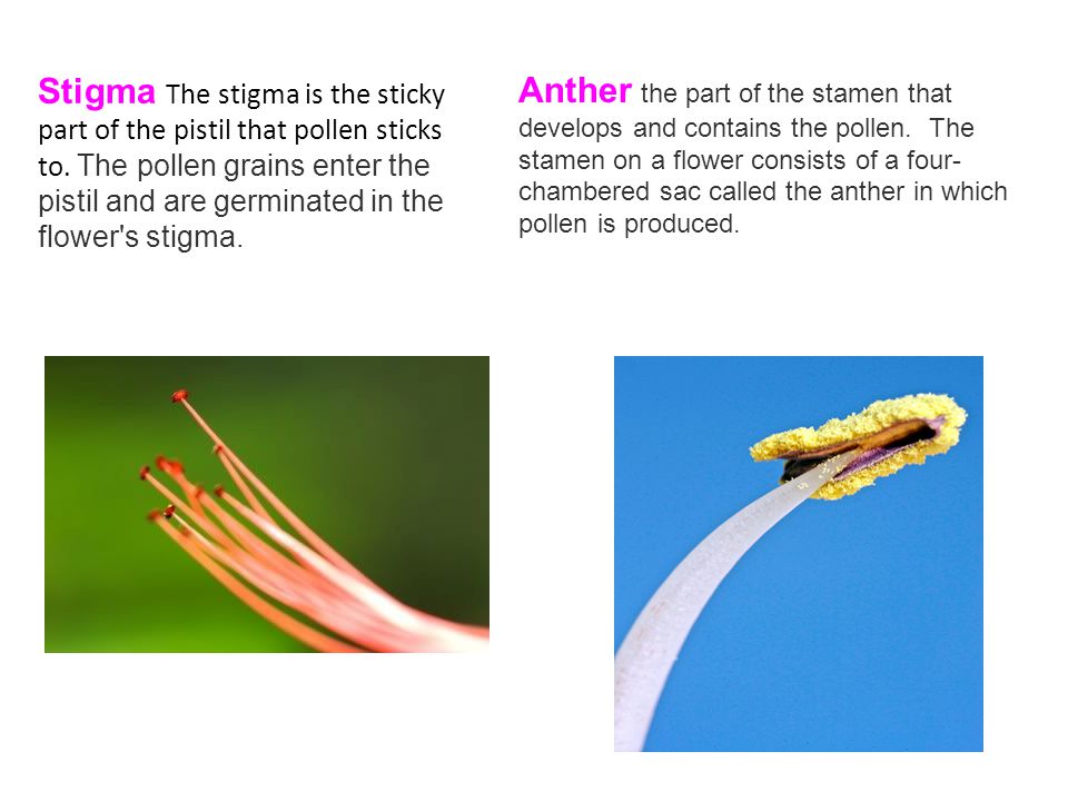 Stigma The stigma is the sticky part of the pistil that pollen sticks to. The pollen grains enter the pistil and are germinated in the flower s stigma.