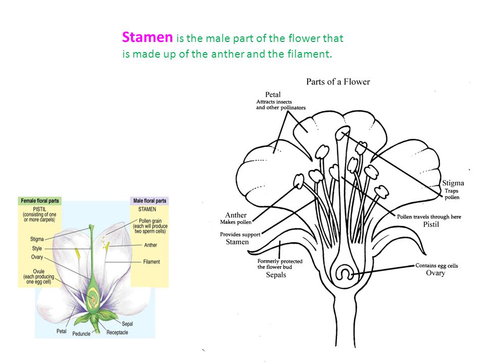 Stamen is the male part of the flower that is made up of the anther and the filament.