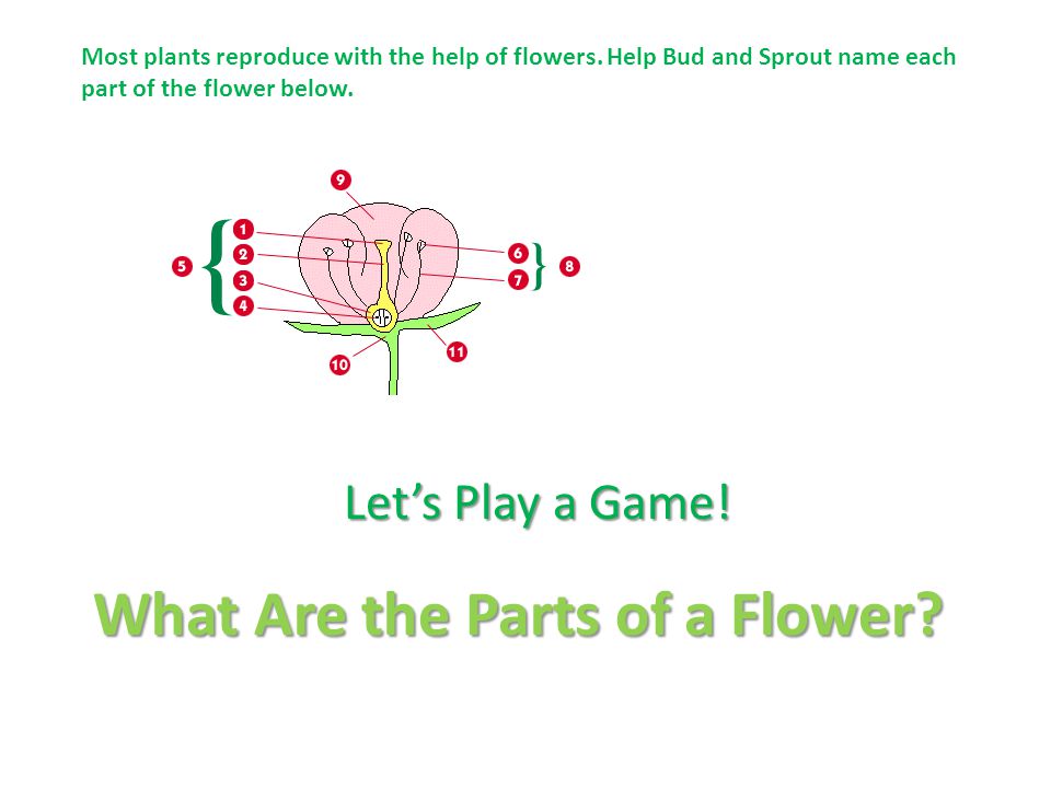 What Are the Parts of a Flower