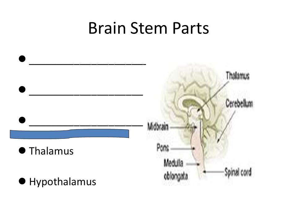 Brain Stem Parts _______________________ ____________________ Thalamus