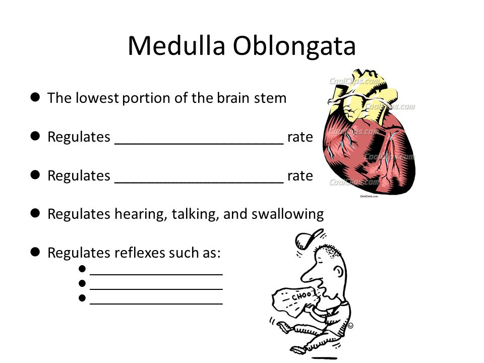 Medulla Oblongata The lowest portion of the brain stem