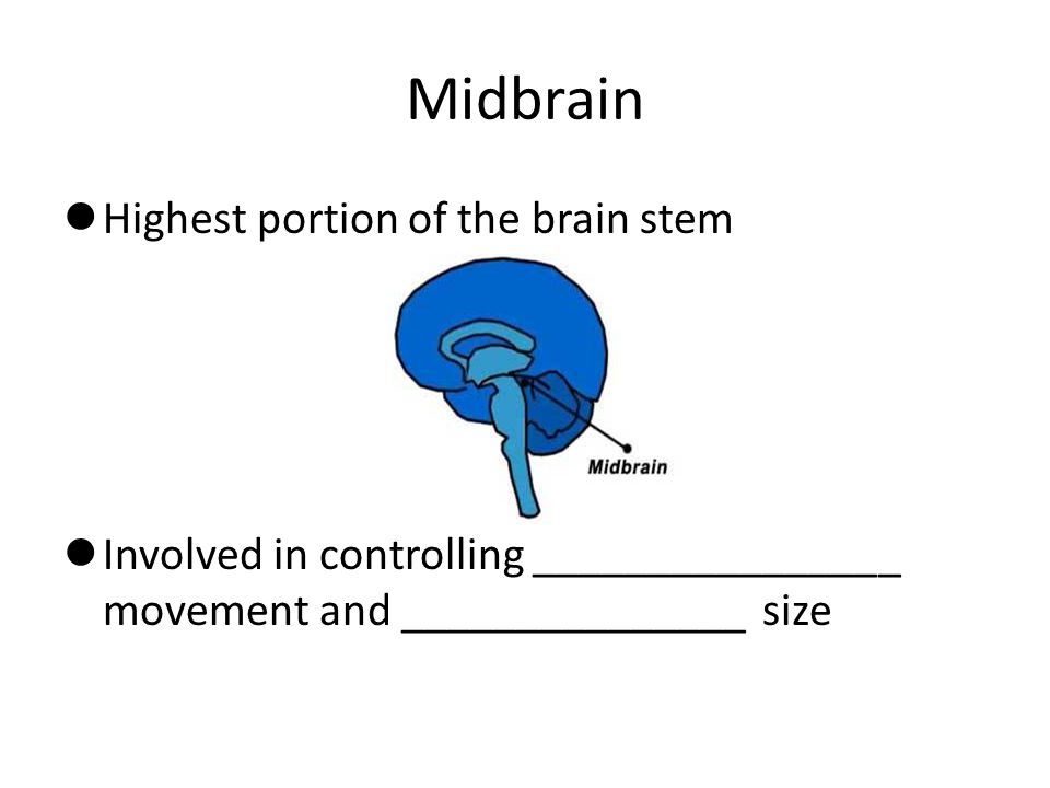 Midbrain Highest portion of the brain stem