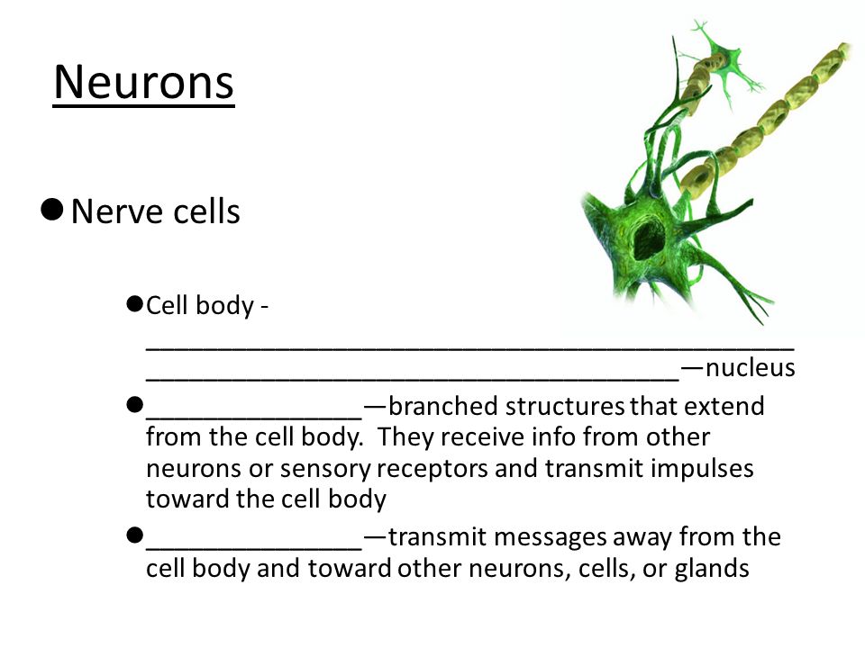 Neurons Nerve cells. Cell body -__________________________________________________________________________________—nucleus.