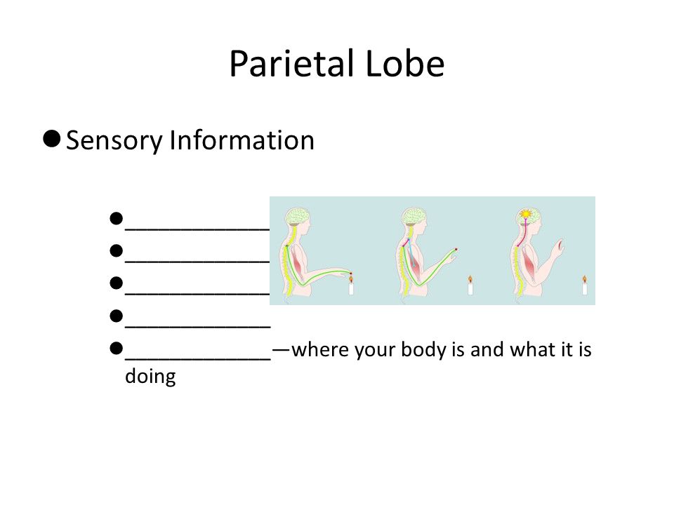 Parietal Lobe Sensory Information _____________