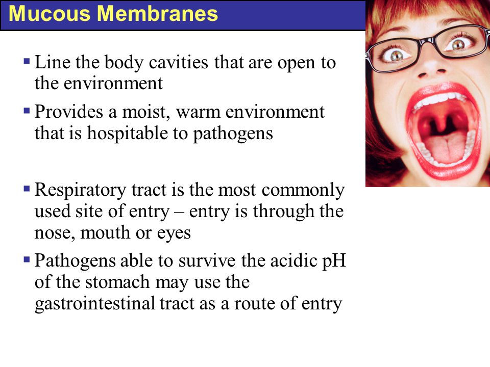 Mucous Membranes Line the body cavities that are open to the environment. Provides a moist, warm environment that is hospitable to pathogens.