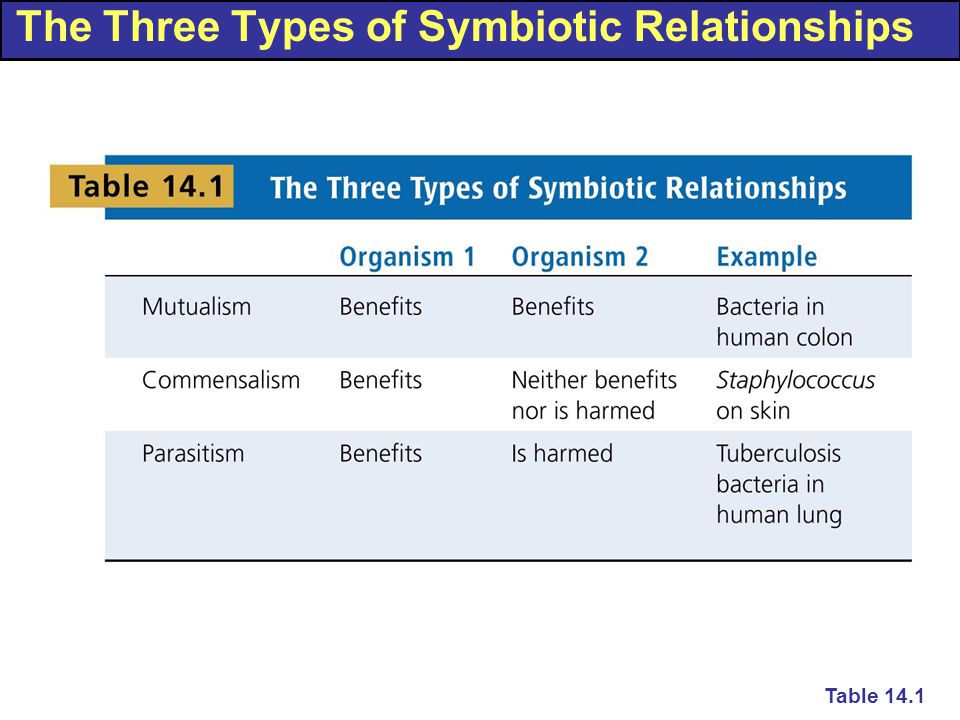 The Three Types of Symbiotic Relationships