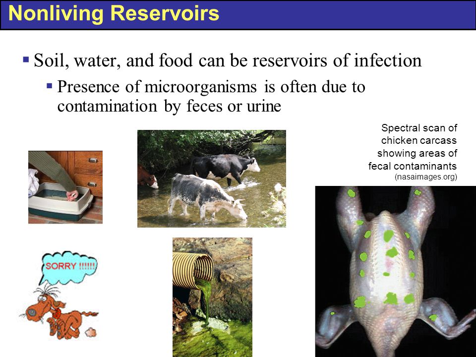 Nonliving Reservoirs Soil, water, and food can be reservoirs of infection.