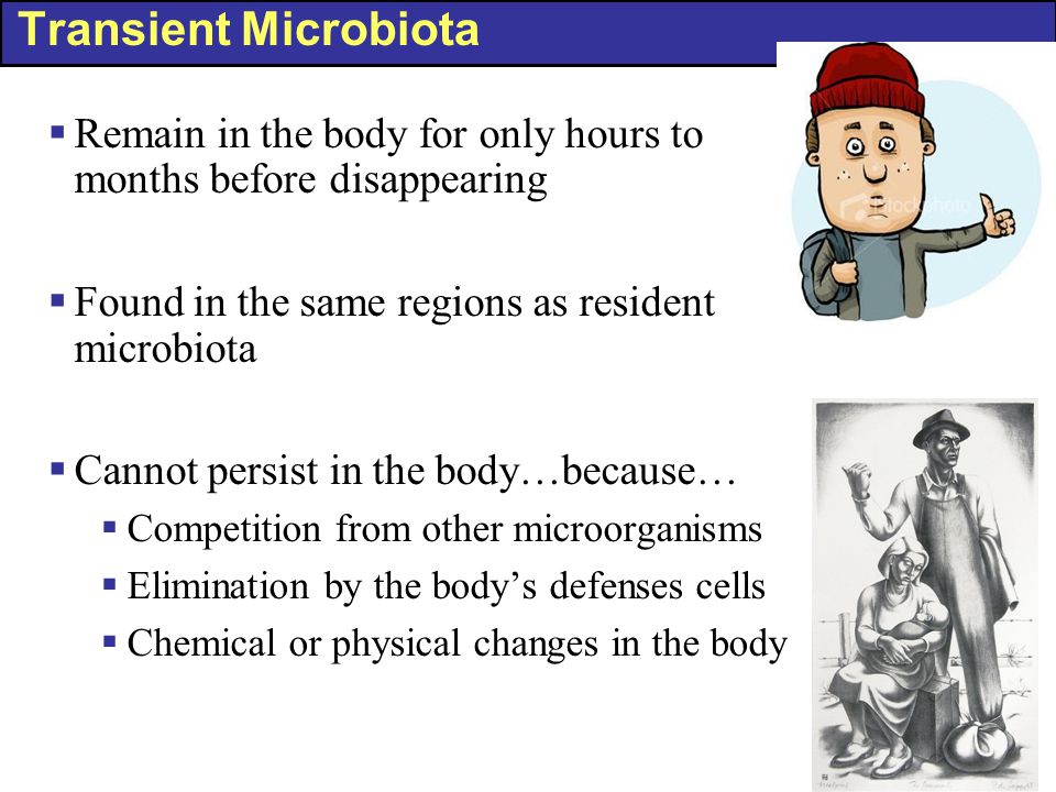 Transient Microbiota Remain in the body for only hours to months before disappearing. Found in the same regions as resident microbiota.