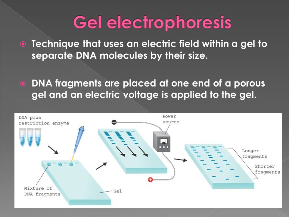 Gel electrophoresis Technique that uses an electric field within a gel to separate DNA molecules by their size.