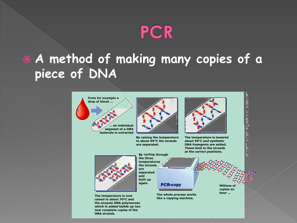 PCR A method of making many copies of a piece of DNA