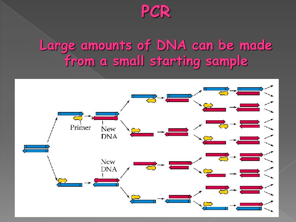 PCR Large amounts of DNA can be made from a small starting sample
