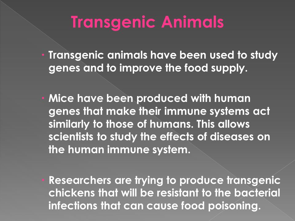 Transgenic Animals Transgenic animals have been used to study genes and to improve the food supply.