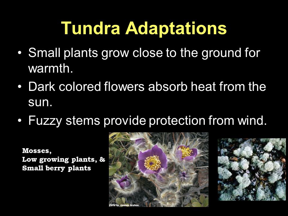 Tundra Adaptations Small plants grow close to the ground for warmth.