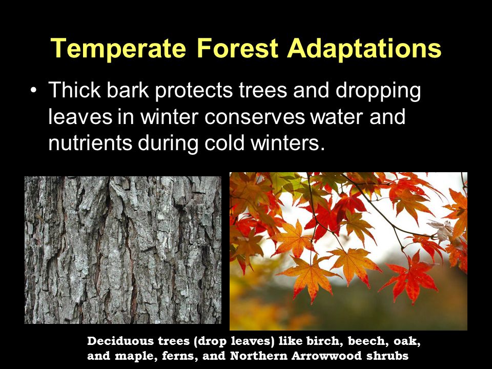 Temperate Forest Adaptations