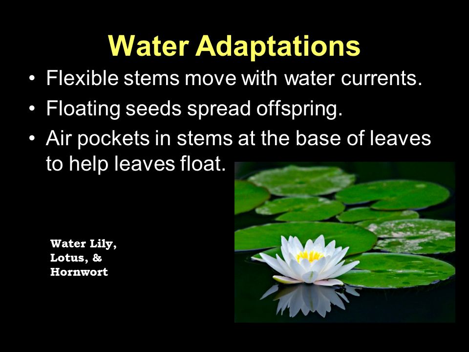 Water Adaptations Flexible stems move with water currents.