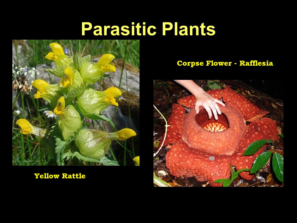 Parasitic Plants Corpse Flower - Rafflesia Yellow Rattle