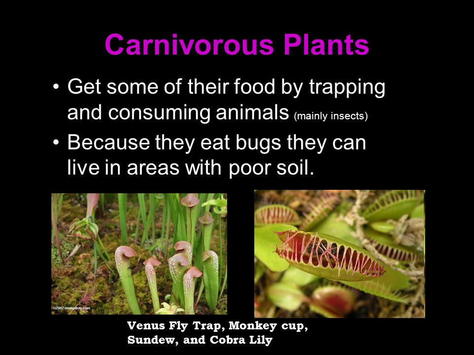 Carnivorous Plants Get some of their food by trapping and consuming animals (mainly insects)