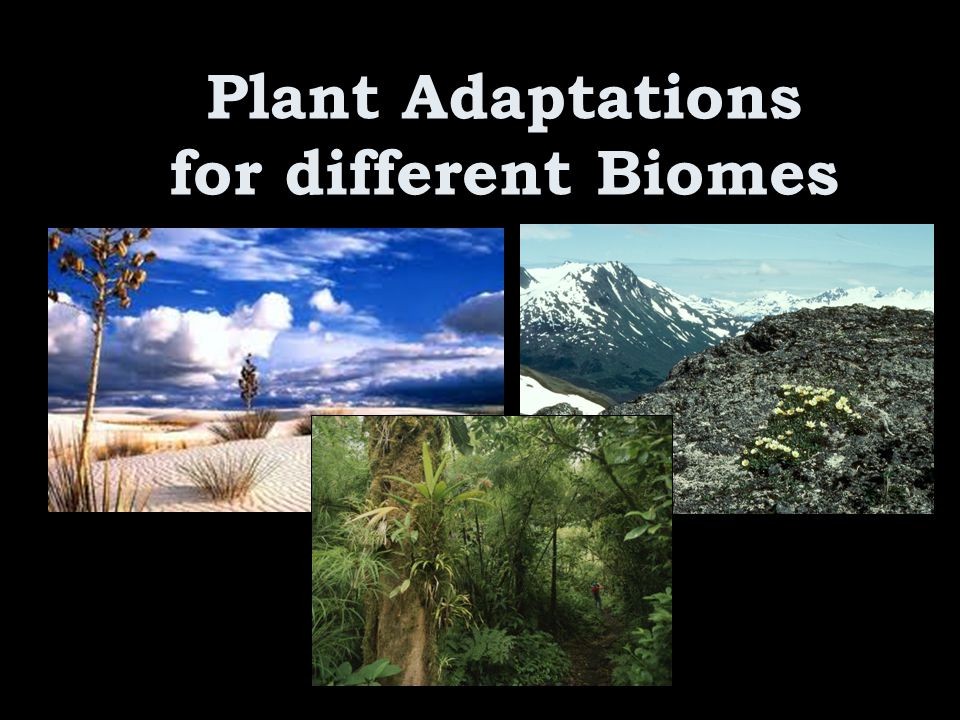 Plant Adaptations for different Biomes