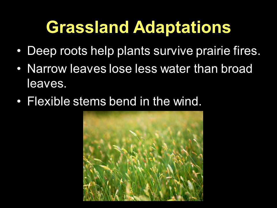 Grassland Adaptations