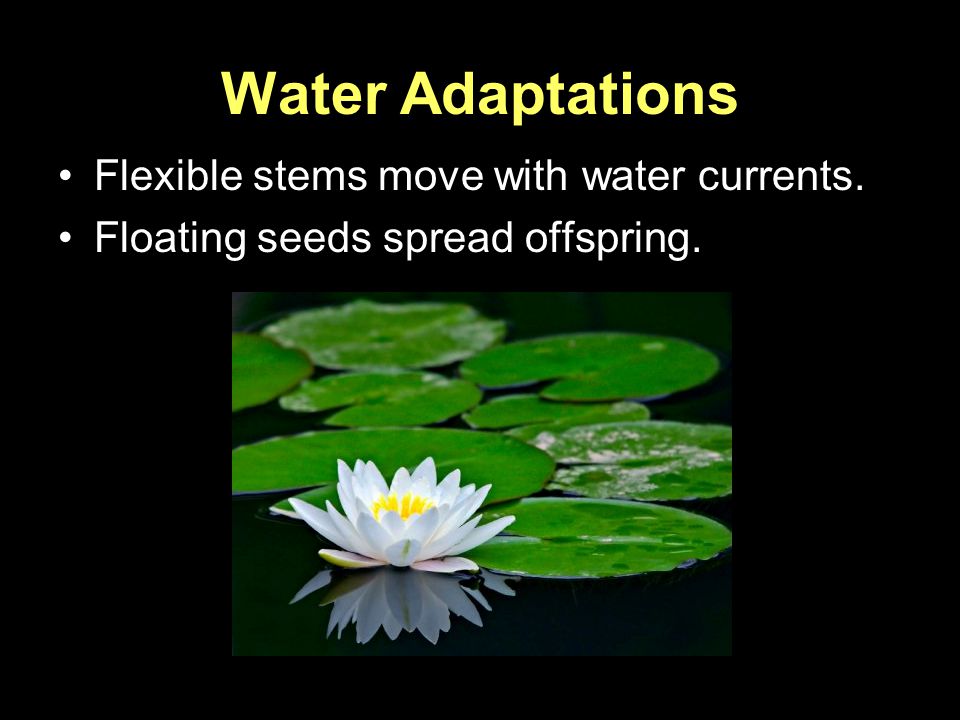 Water Adaptations Flexible stems move with water currents.
