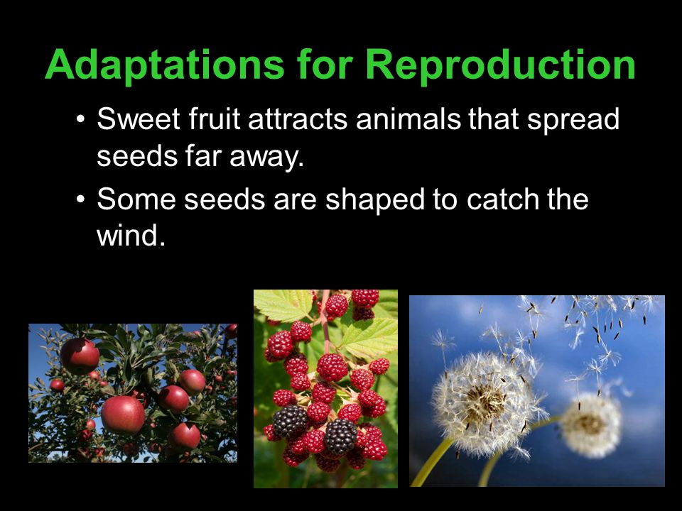 Adaptations for Reproduction