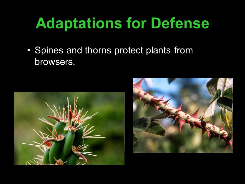 Adaptations for Defense