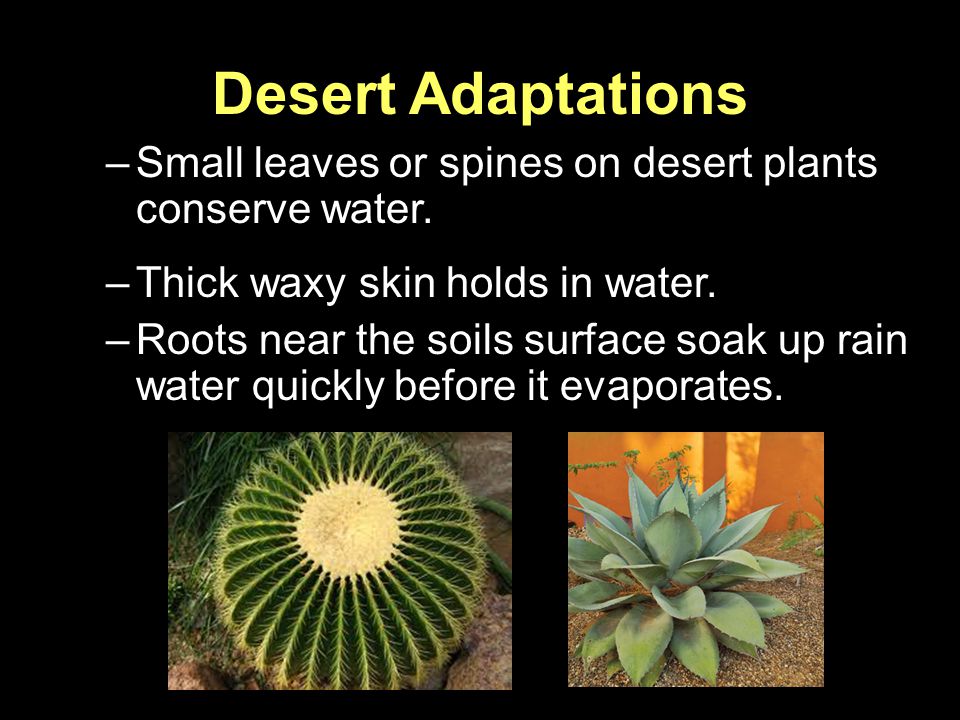 Desert Adaptations Small leaves or spines on desert plants conserve water. Thick waxy skin holds in water.