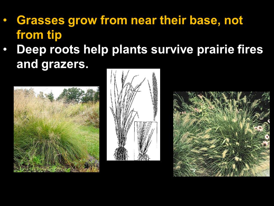 Grasses grow from near their base, not from tip