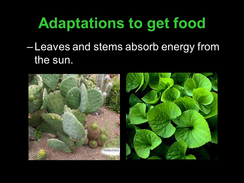 Adaptations to get food