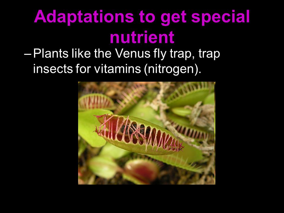 Adaptations to get special nutrient