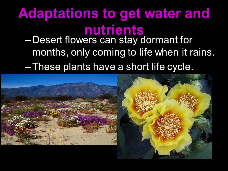 Adaptations to get water and nutrients
