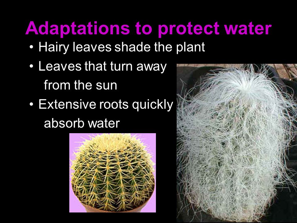 Adaptations to protect water