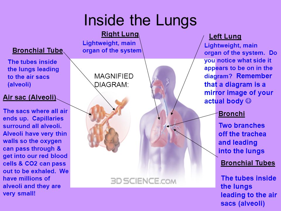 Inside the Lungs Right Lung Left Lung Bronchial Tube MAGNIFIEDDIAGRAM: