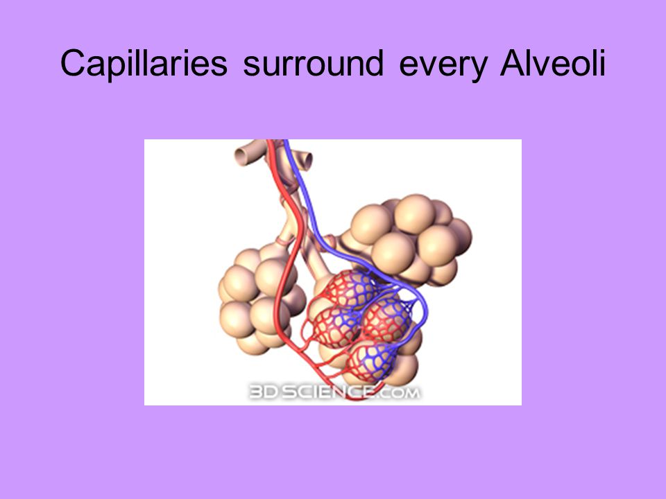 Capillaries surround every Alveoli
