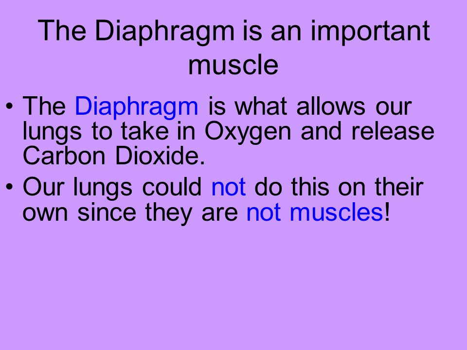 The Diaphragm is an important muscle