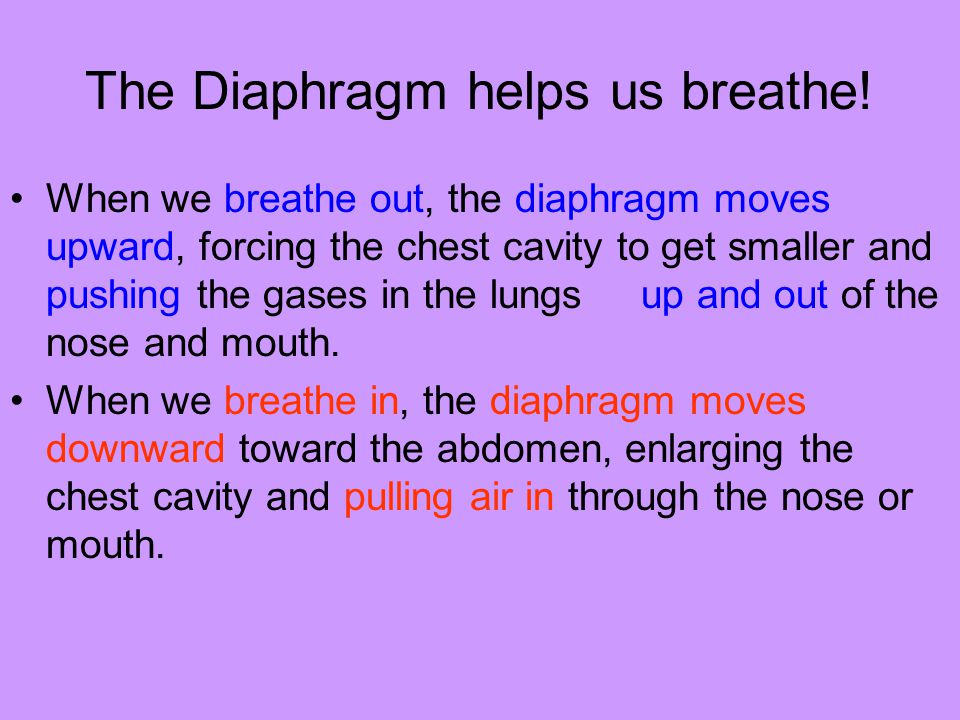 The Diaphragm helps us breathe!