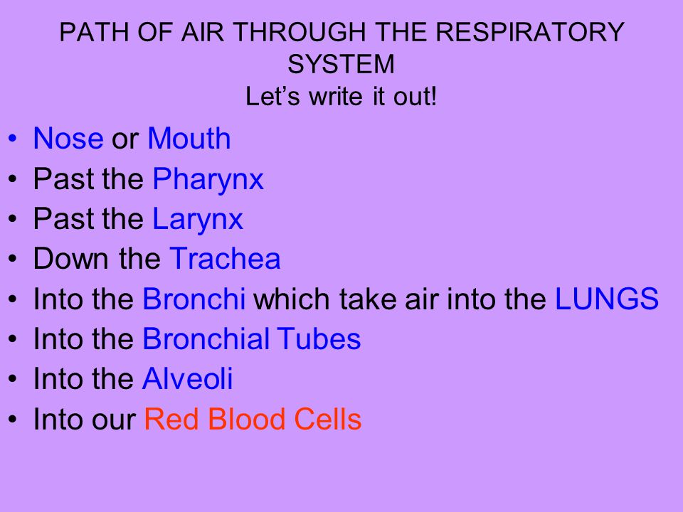 PATH OF AIR THROUGH THE RESPIRATORY SYSTEM Let’s write it out!