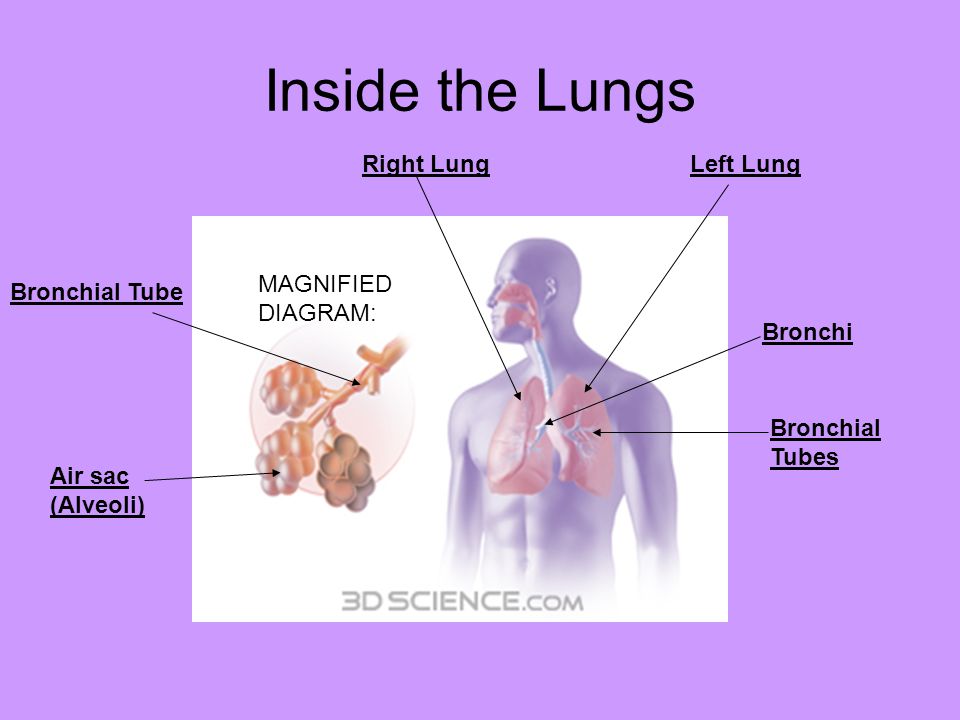 Inside the Lungs Right Lung Left Lung MAGNIFIEDDIAGRAM: Bronchial Tube