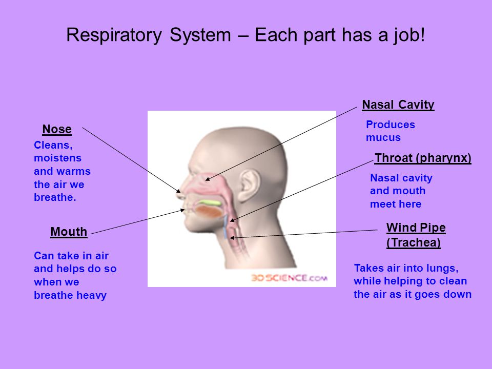 Respiratory System – Each part has a job!