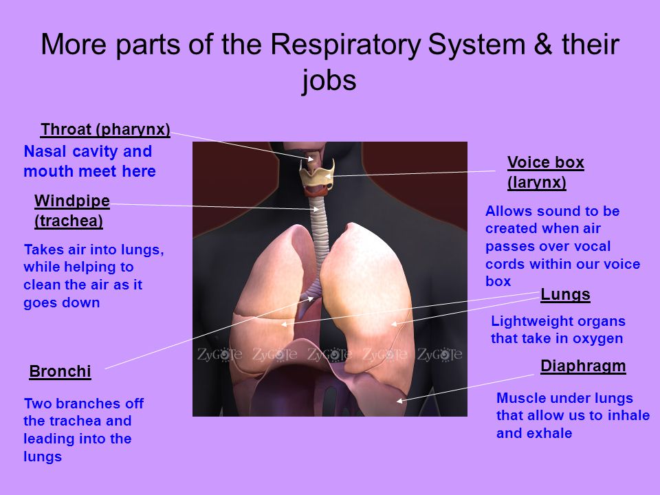 More parts of the Respiratory System & their jobs