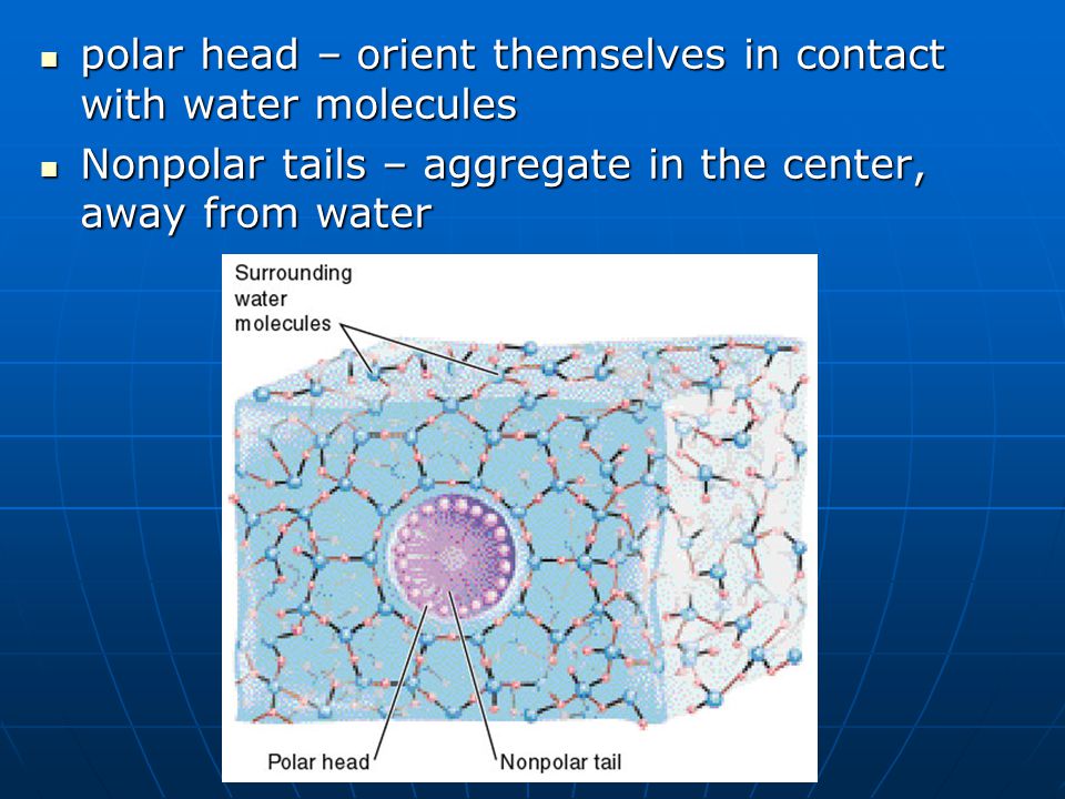 polar head – orient themselves in contact with water molecules