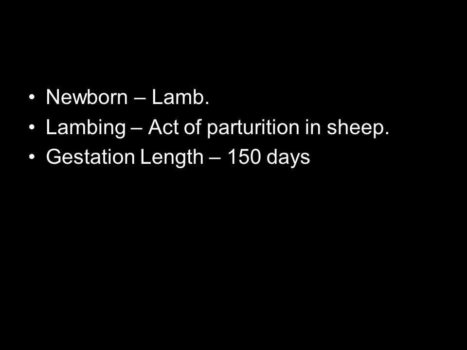 Newborn – Lamb. Lambing – Act of parturition in sheep. Gestation Length – 150 days