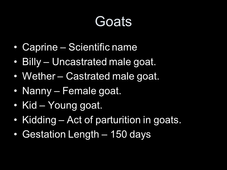 Goats Caprine – Scientific name Billy – Uncastrated male goat.